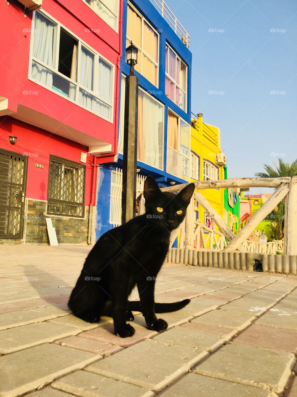 Cat black in village colours 