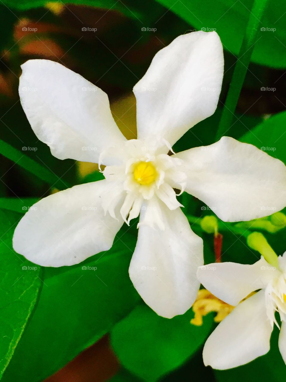 pure white in my garden