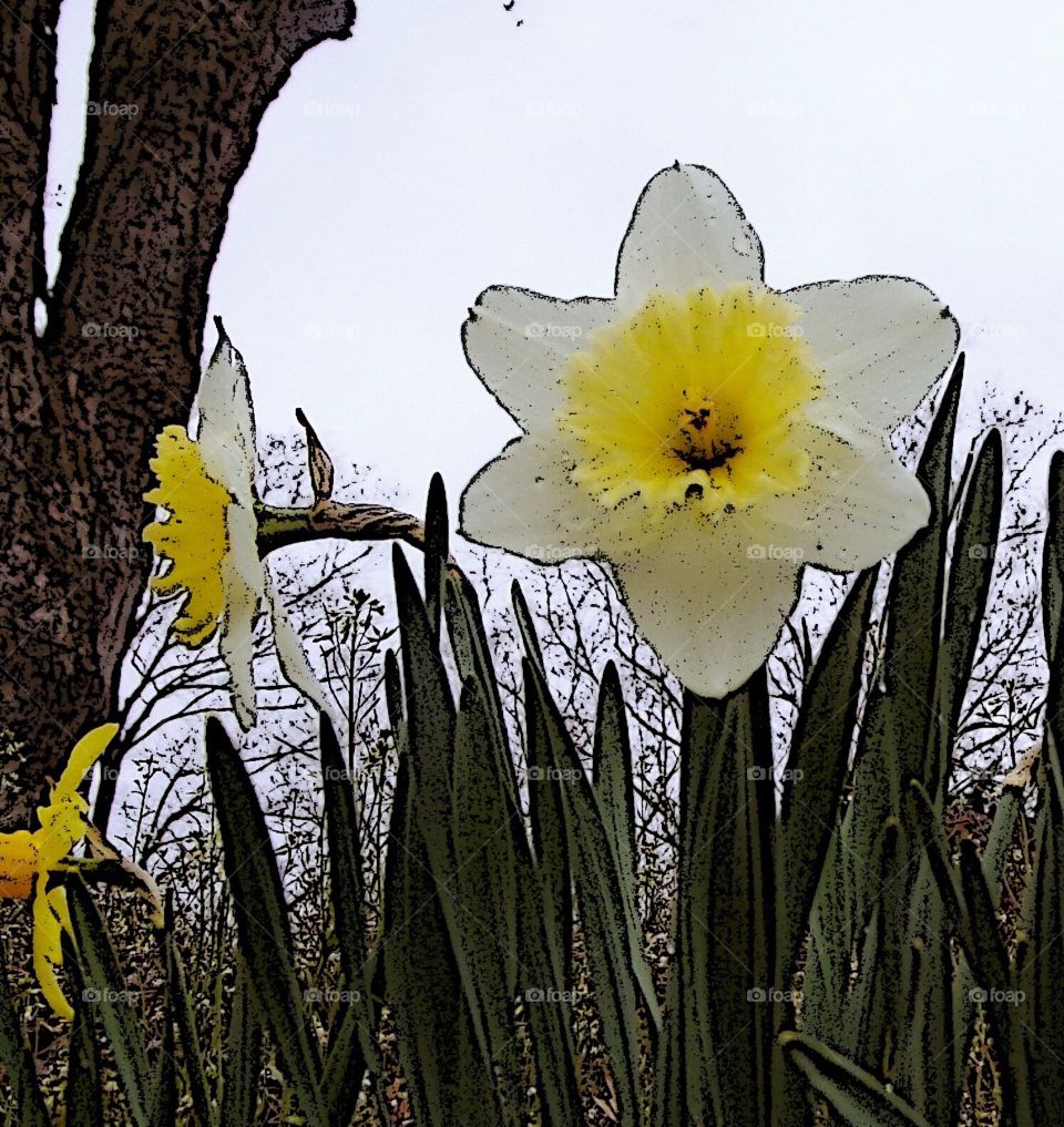 Abstract daffodil 