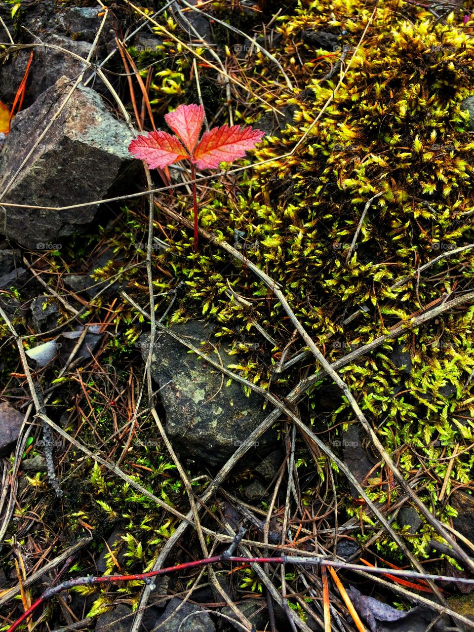 Autumn leaves moss stone texture 