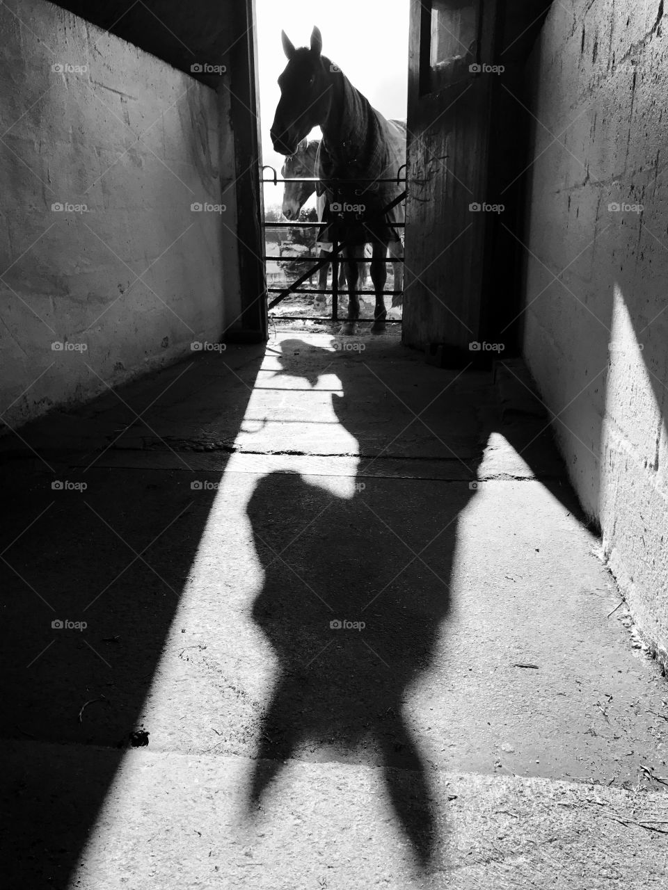 Horse casting a shadow