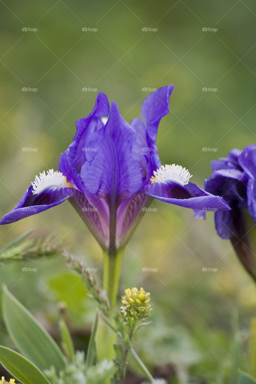 Closeup of blue dwarf iris