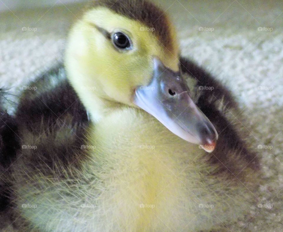 Duckling