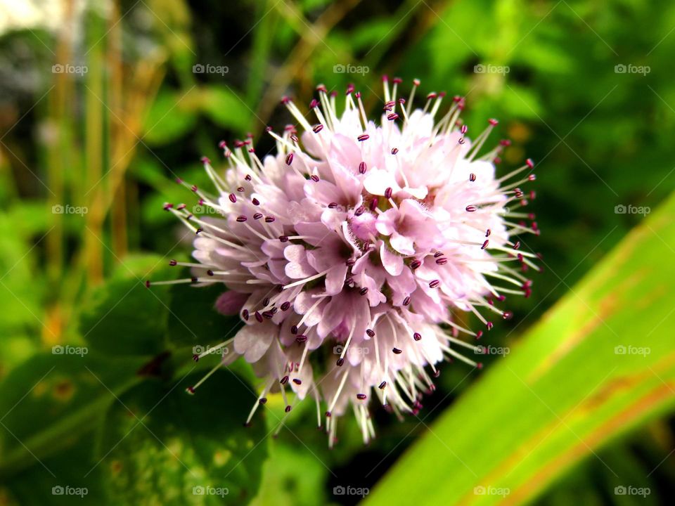 Macro shots