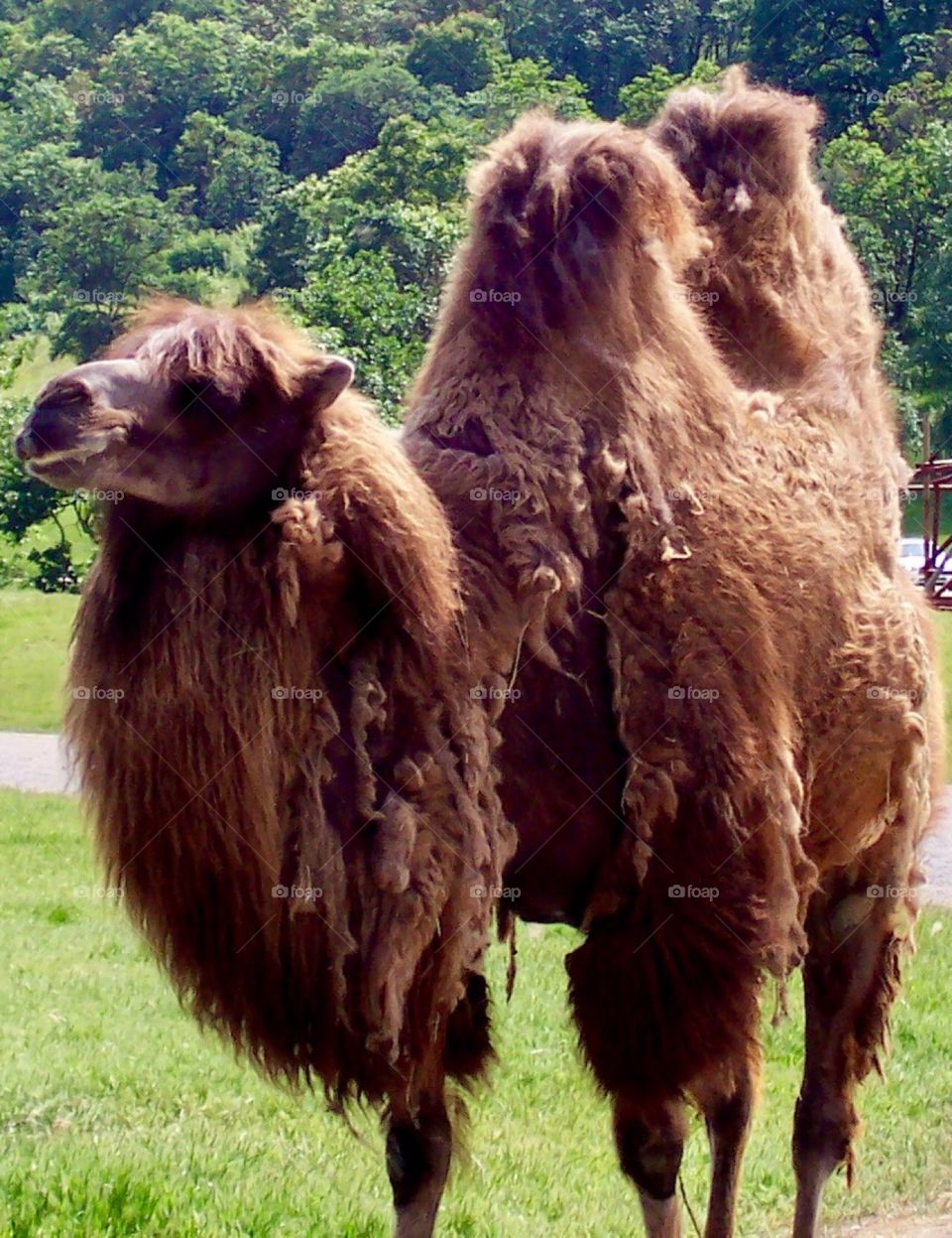 Camel