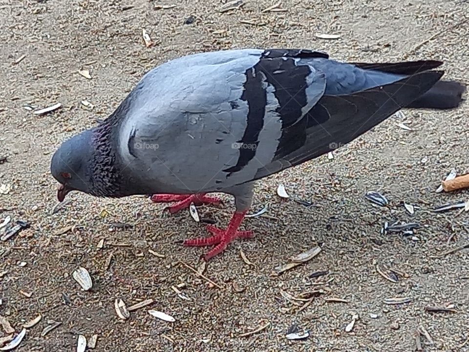 Rock Pigeon