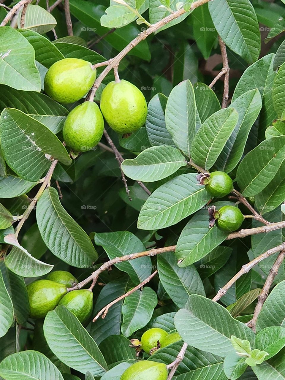 Tree with Young guava