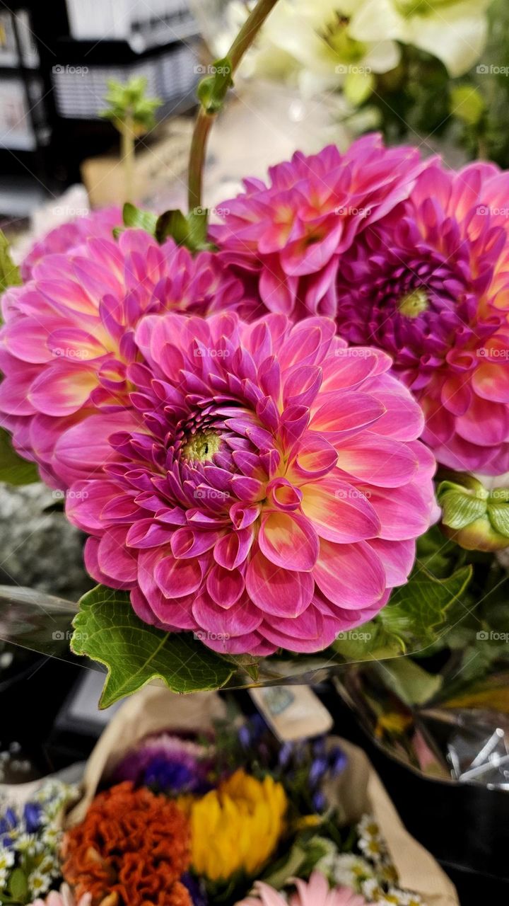 Unbelievably beautiful dahlias in a bouquet for sale in the store