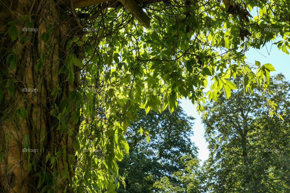Low angle view of trees in forest