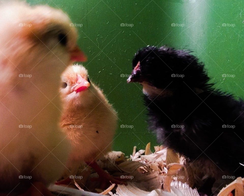 Chick talk