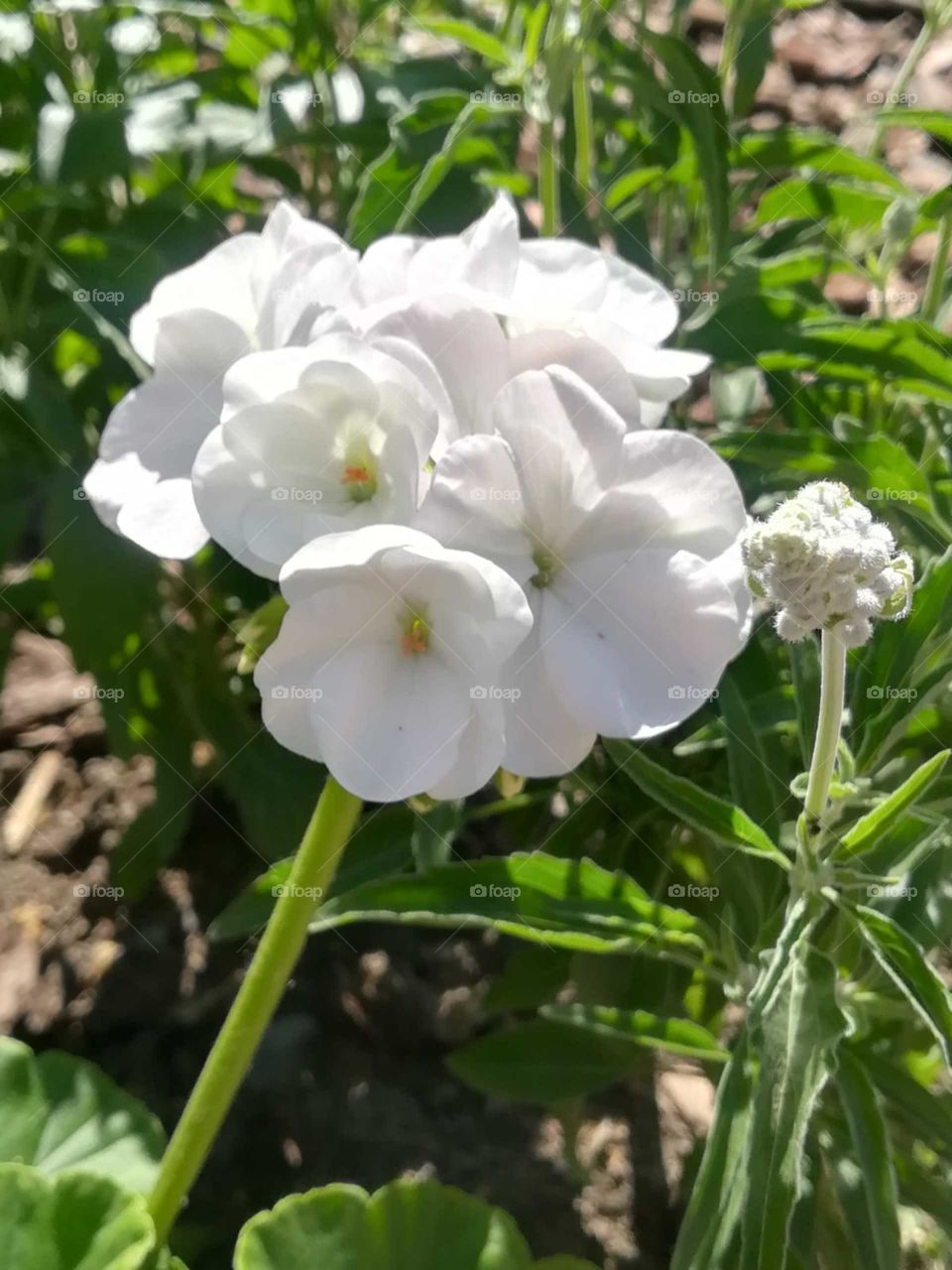 Geranium Blanco