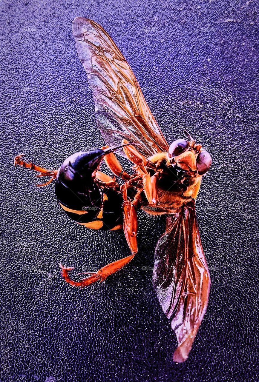 Cicada Killer