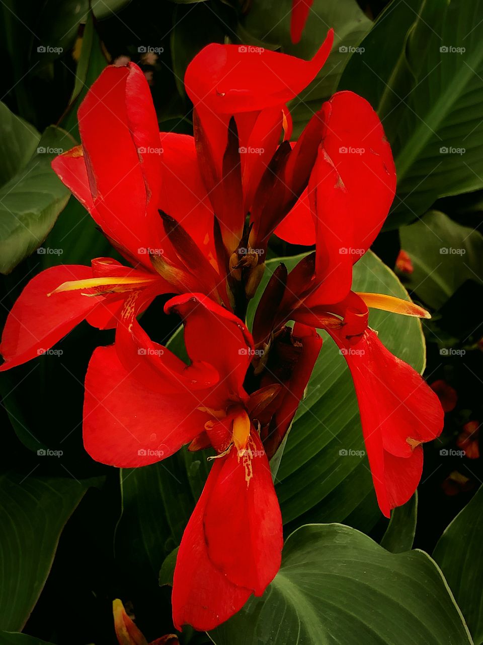 Big red flower