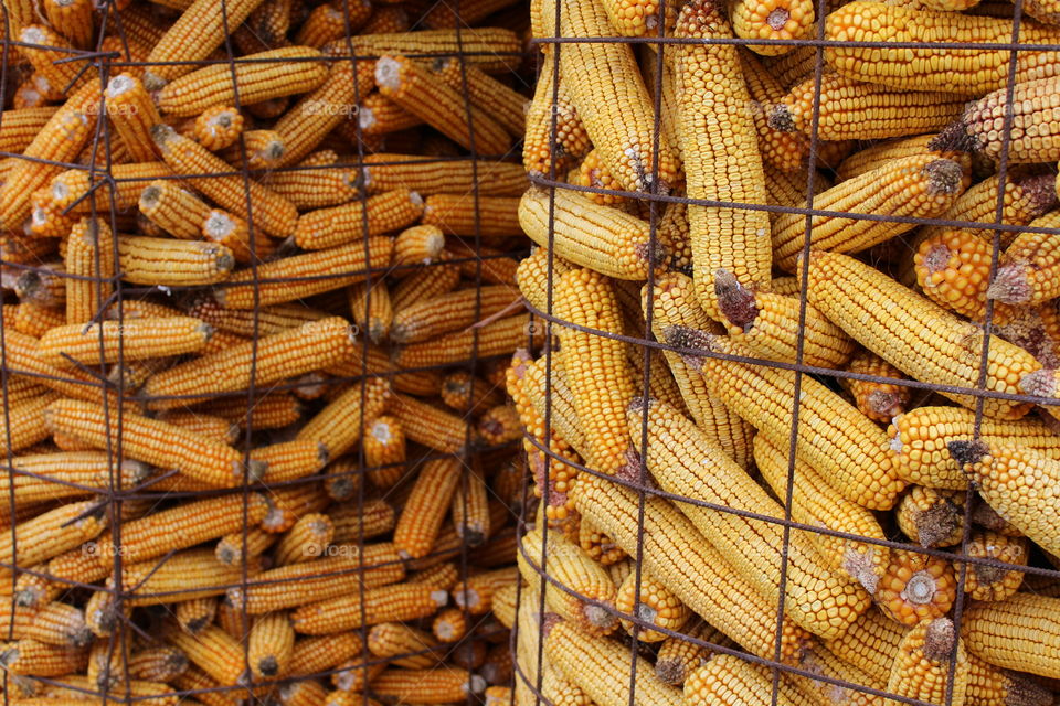 Yellow corn in columns