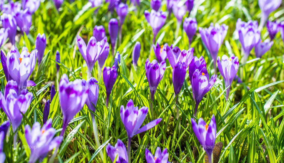 Spring flowers - crocuses