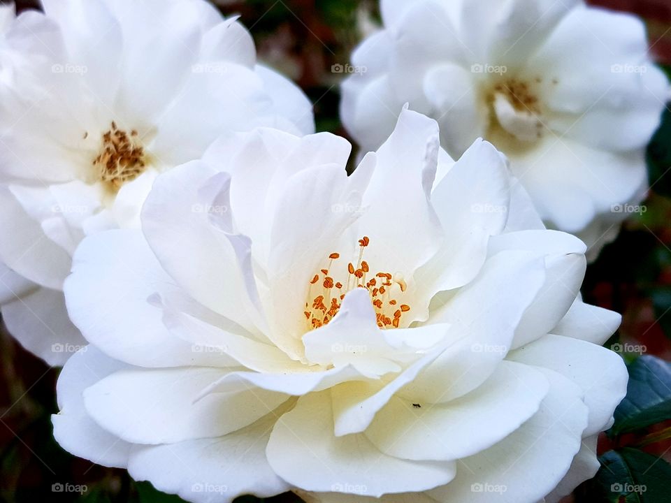 White roses