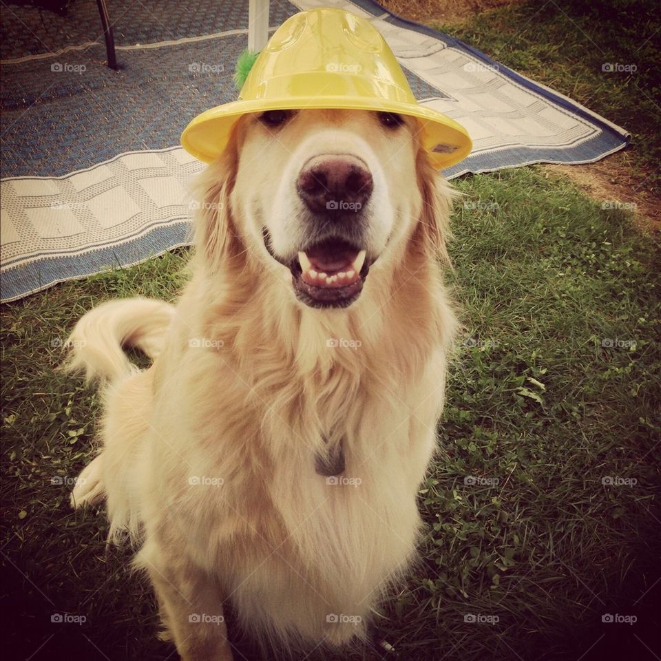 Dog in another hat