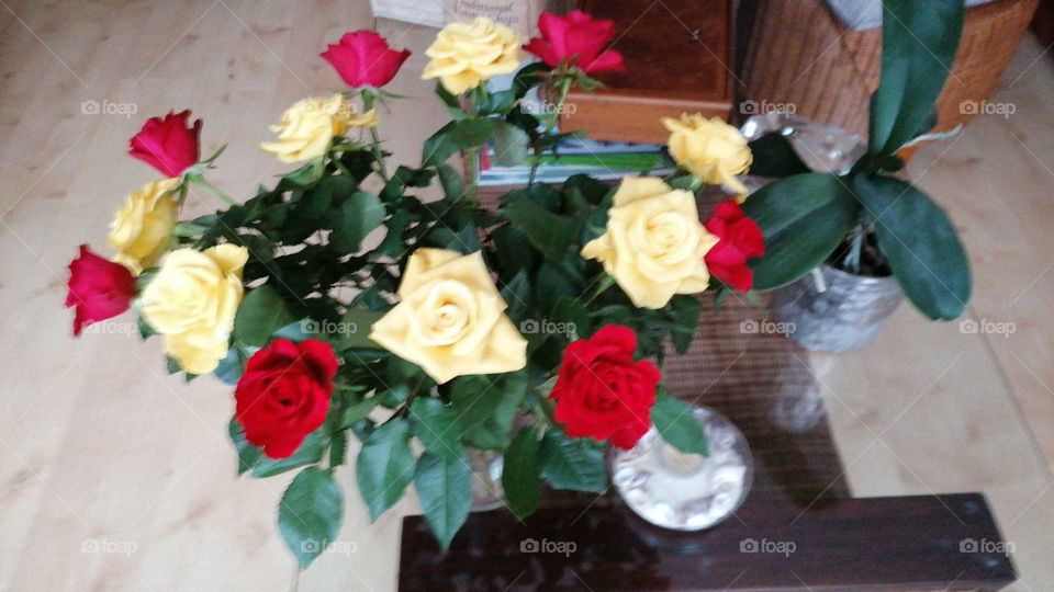 lovely Rose's two colors