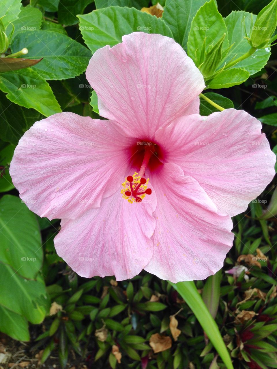 Hawaiian flower in paradise 