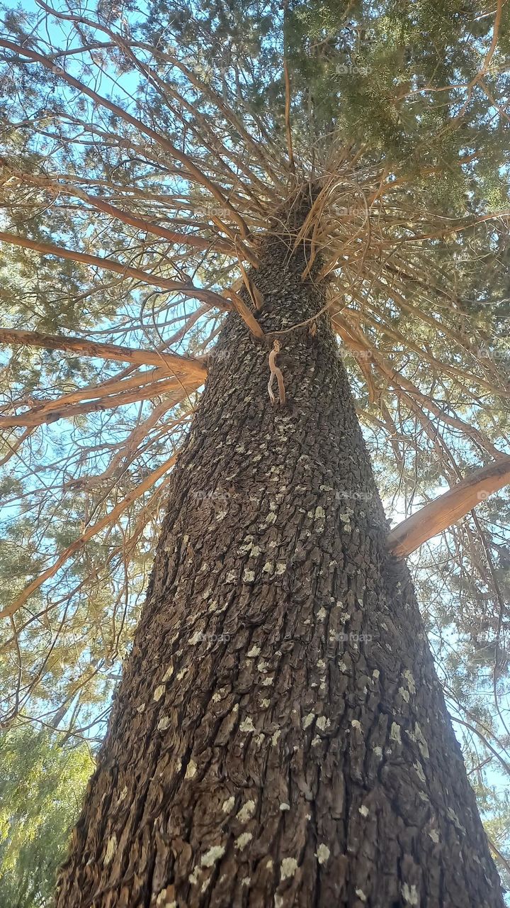 huge tree