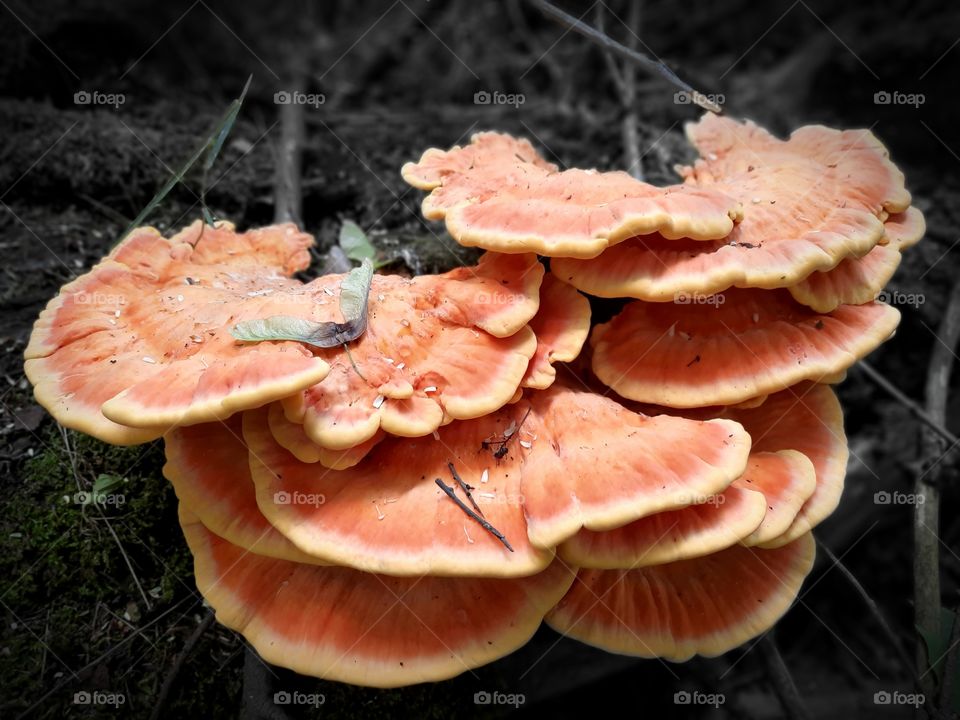 beatiful colors and the camera captures it beautifully