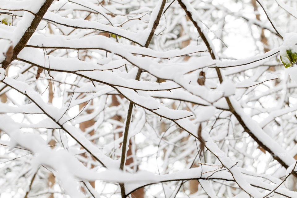 Snowy tree branches