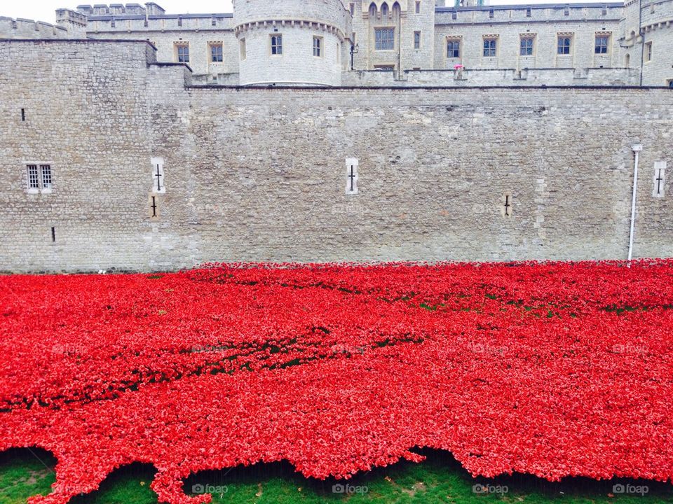 Tower of London Poppies