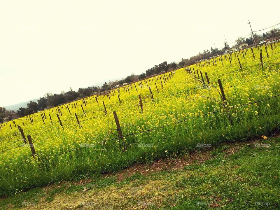 wine grapes mustard field