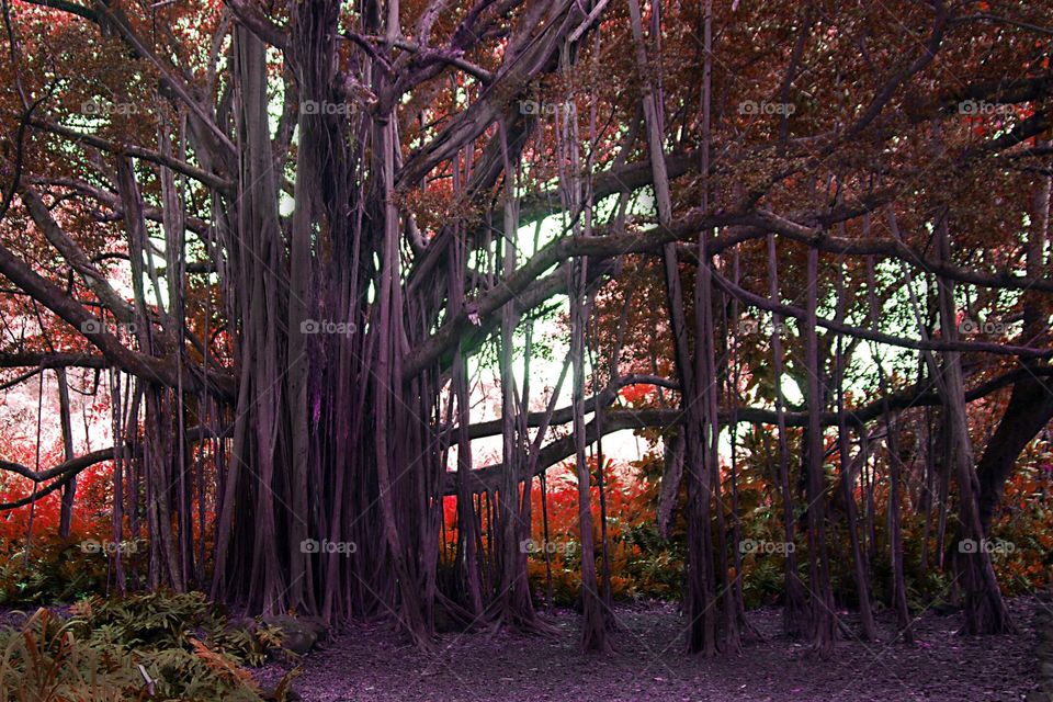Hawaiian Tree. Found this tree exploring Maui.