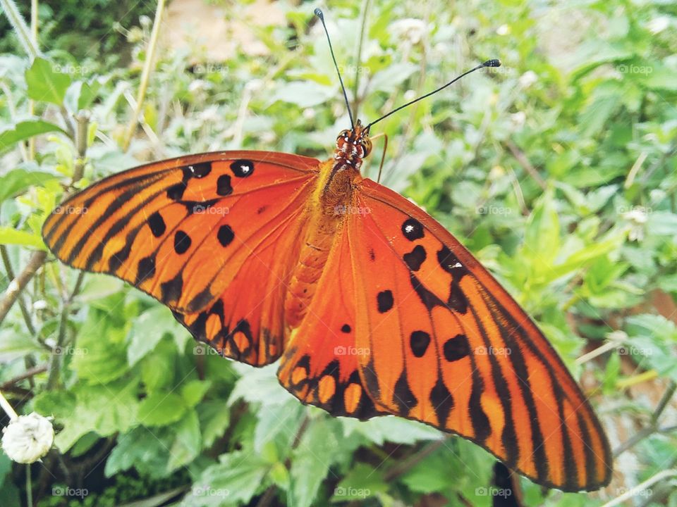 Butterflies are beautiful.... They remember peace, serenity, lightness and also perseverance to face challenges; )