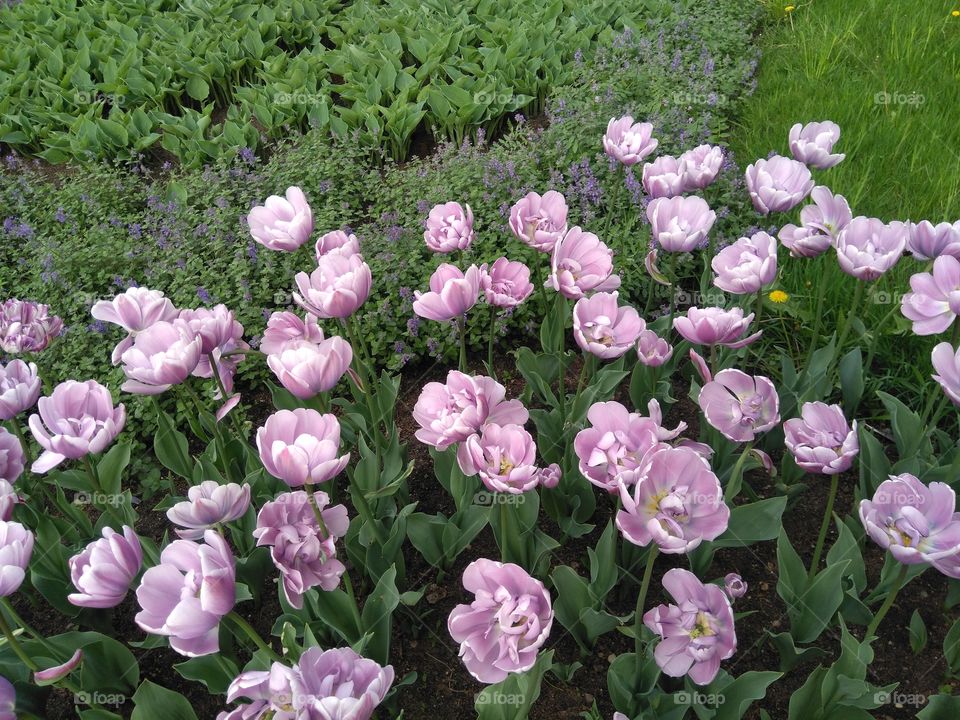 tulips flowers in the flowerbeds  spring time