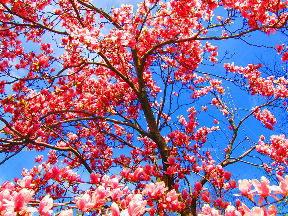 Pink flowers on a tree with the blue sky in the background.
