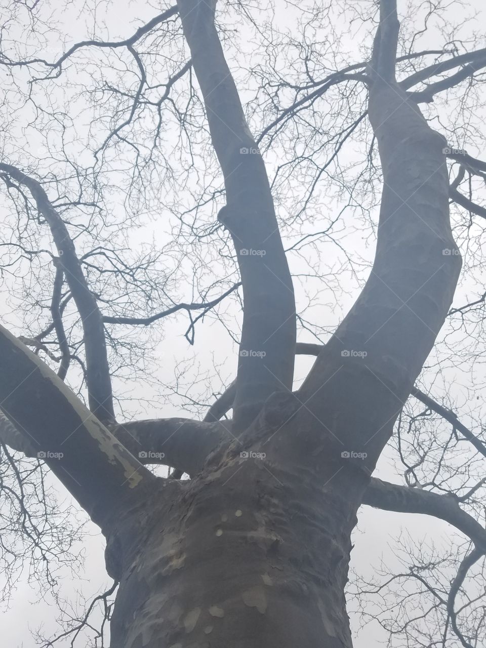 Trees in Bayside NY