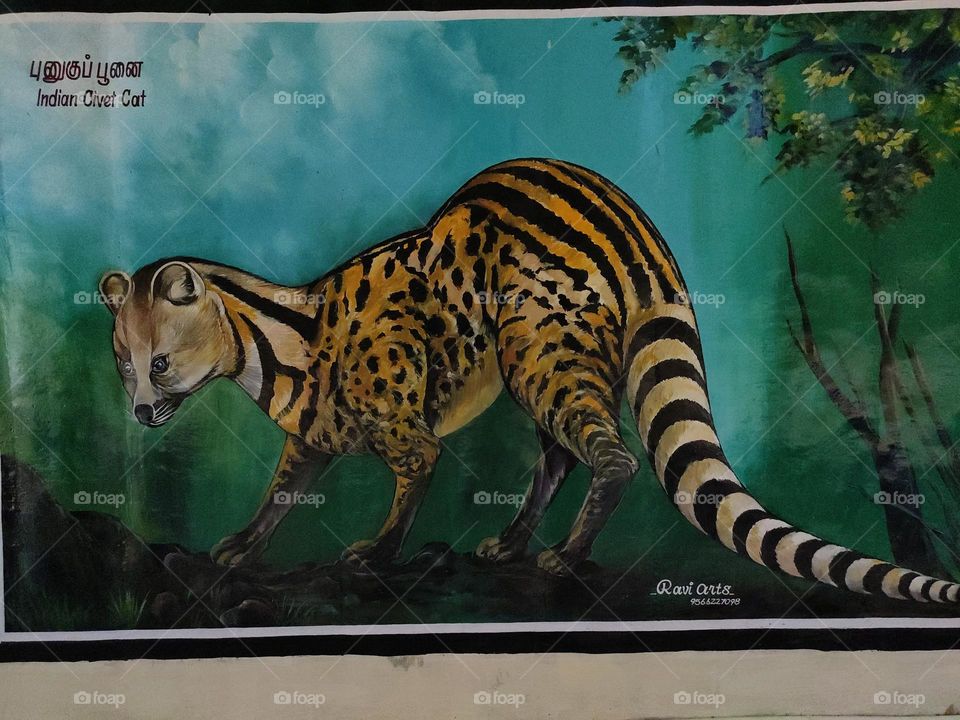 civet