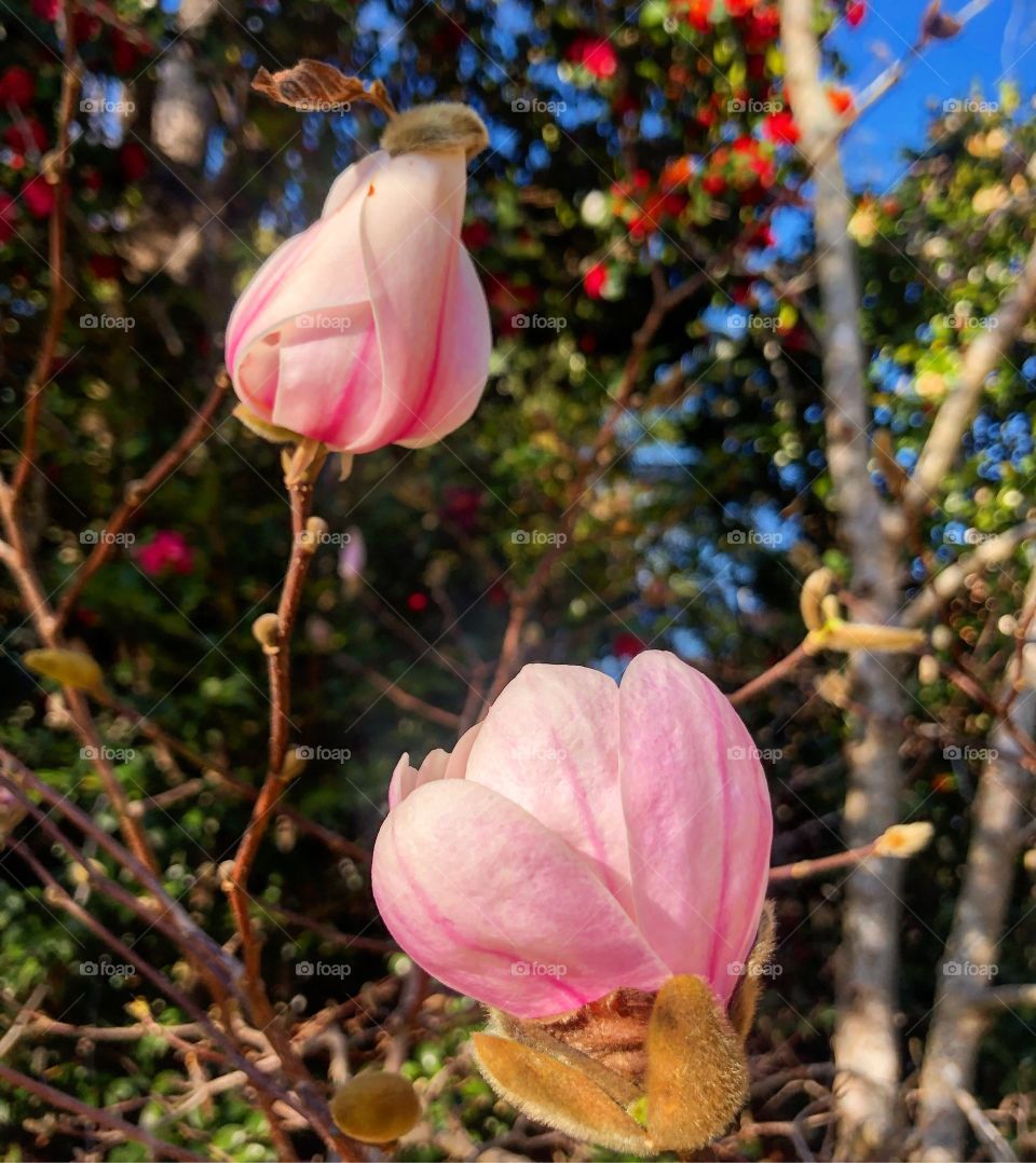 Blossoms of magnolia 