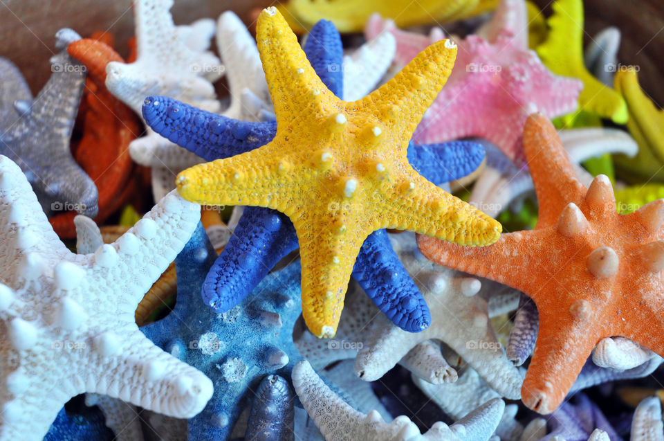A collection of colorful starfish.