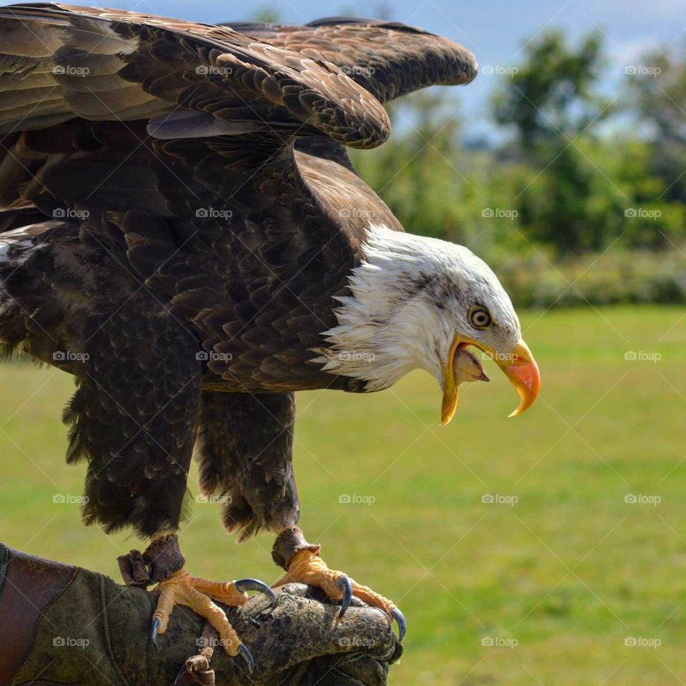 Bald eagle having a snack 