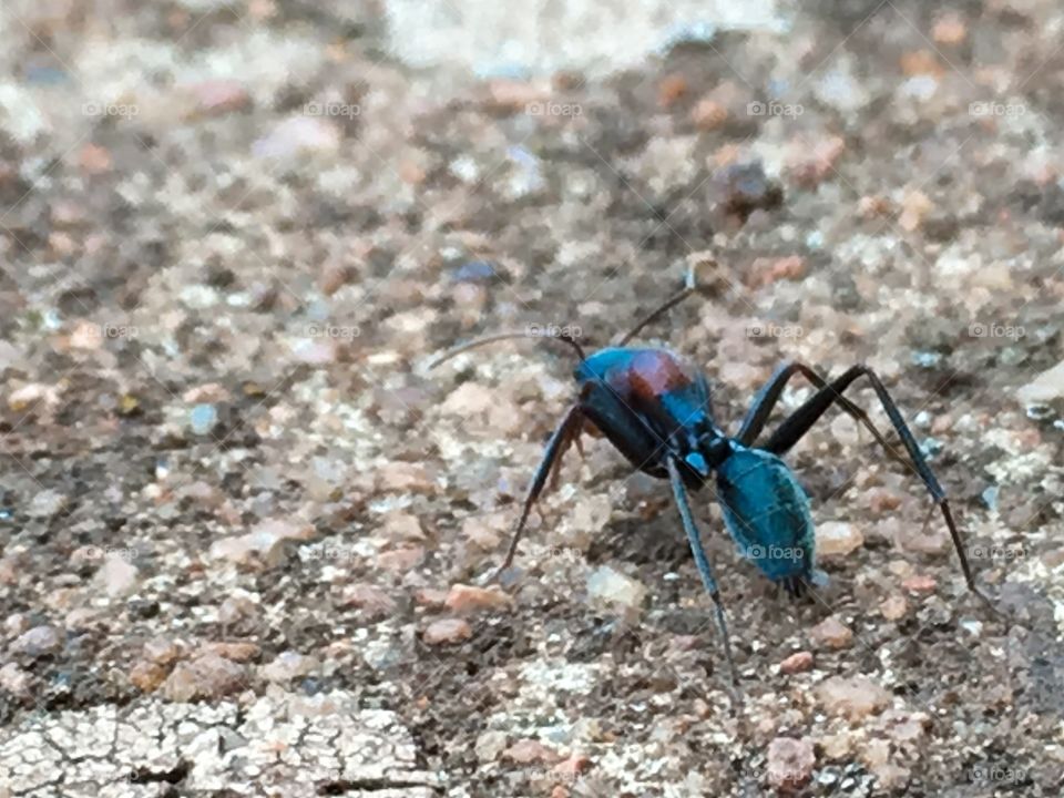 Multi hued worker ant crawling along stone paver closeup view brings out its beautiful prism like colours 
