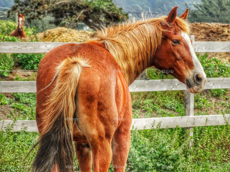 View of horse in field