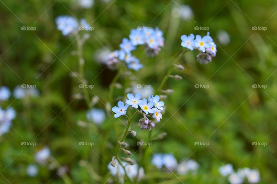 flowers close up