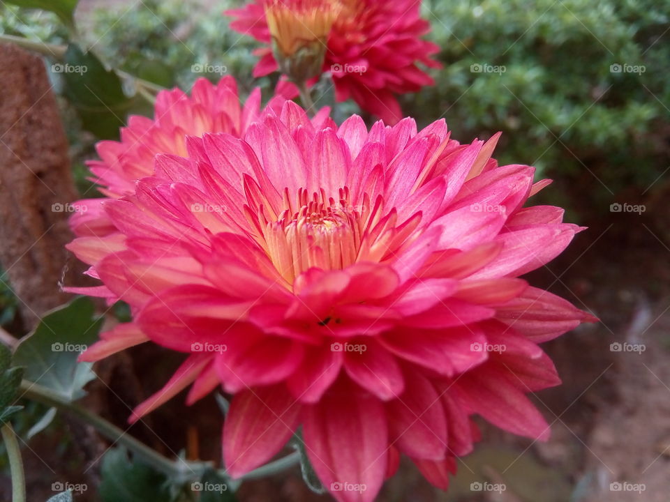 flower 2018-01-22 007 
#আমার_চোখে #আমার_গ্রাম #nature #flower 
#eukaryota #plantae #angiosperms #eudicots