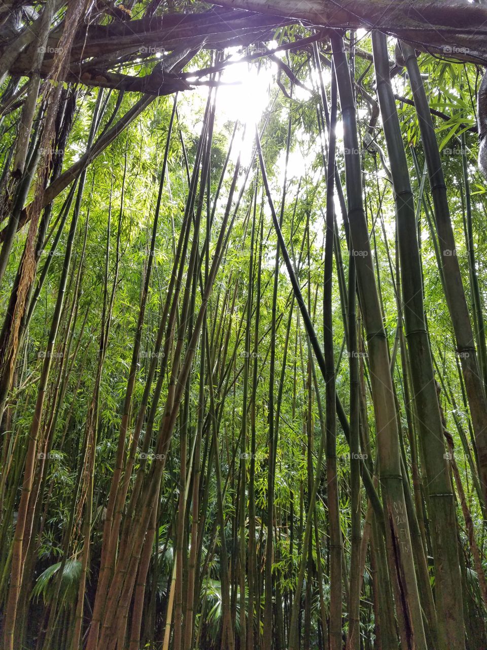 Bamboo forest