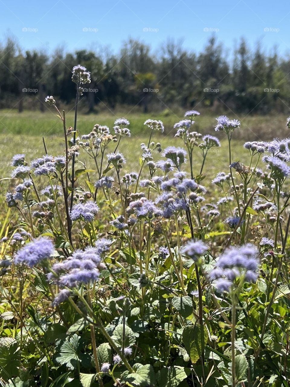 Wild Blue Mist Flower