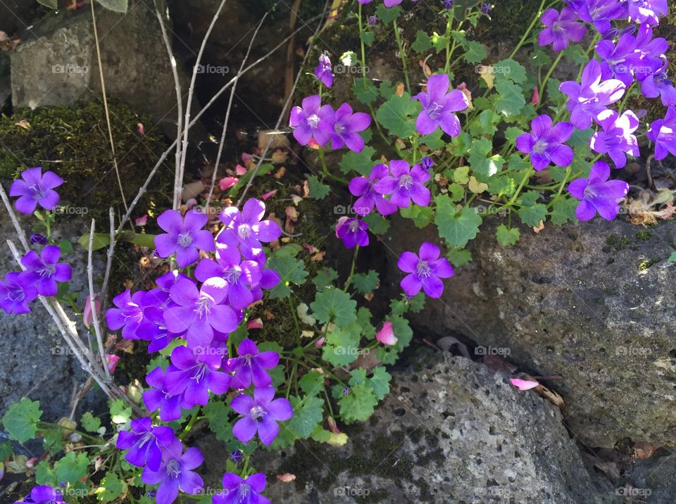 Purple flowers over stones