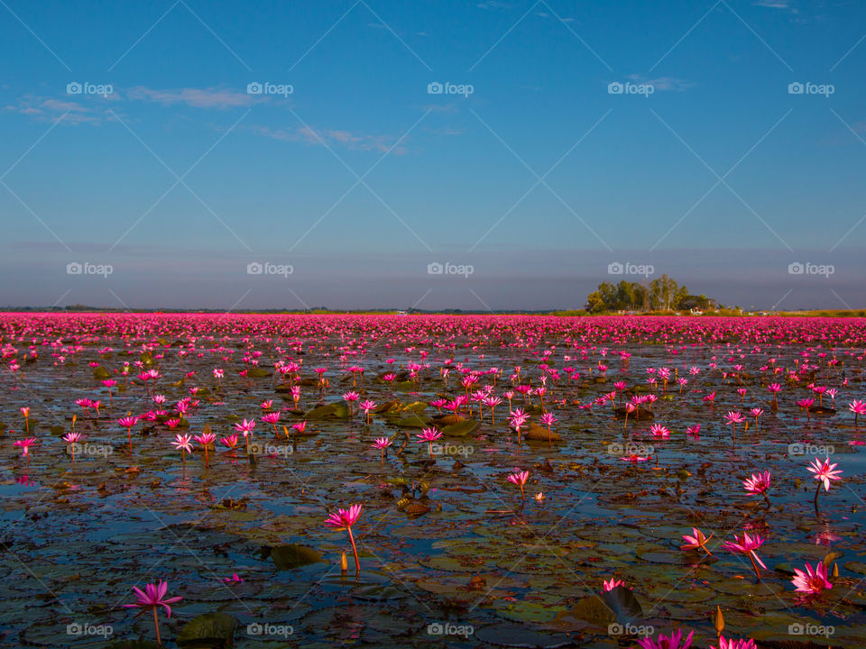 Red Lotus Sea
