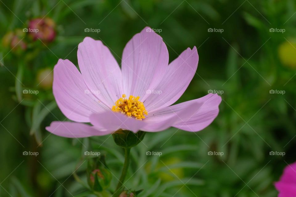 pink flower