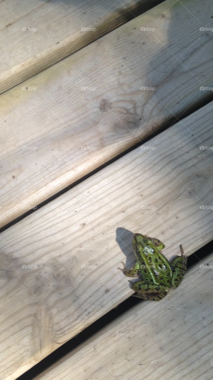 Frog on the deck