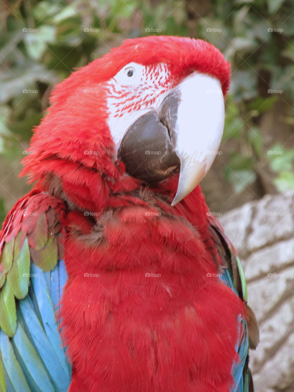 big red parrot