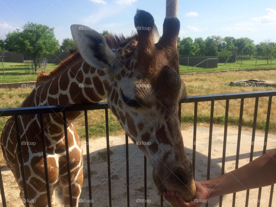 Giraffe enjoying a snack 