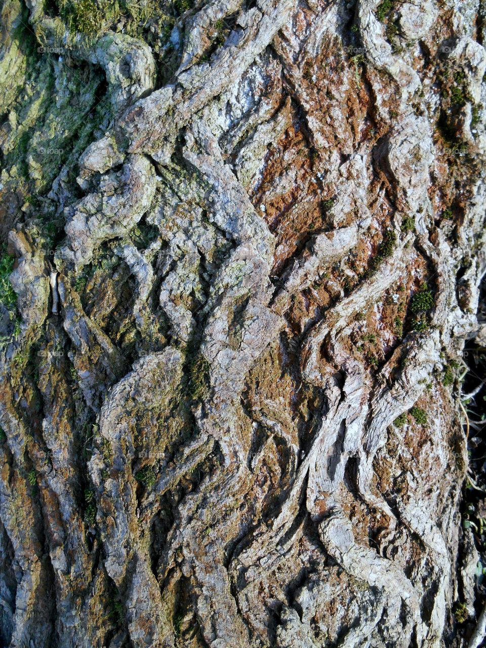 Bark, Desktop, Tree, Texture, Nature